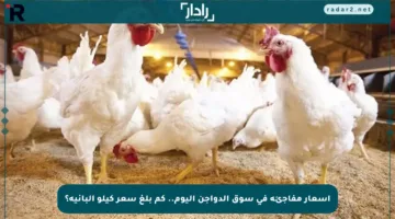 أسعار مفاجئة في سوق الدواجن اليوم.. كم بلغ سعر كيلو البانية؟